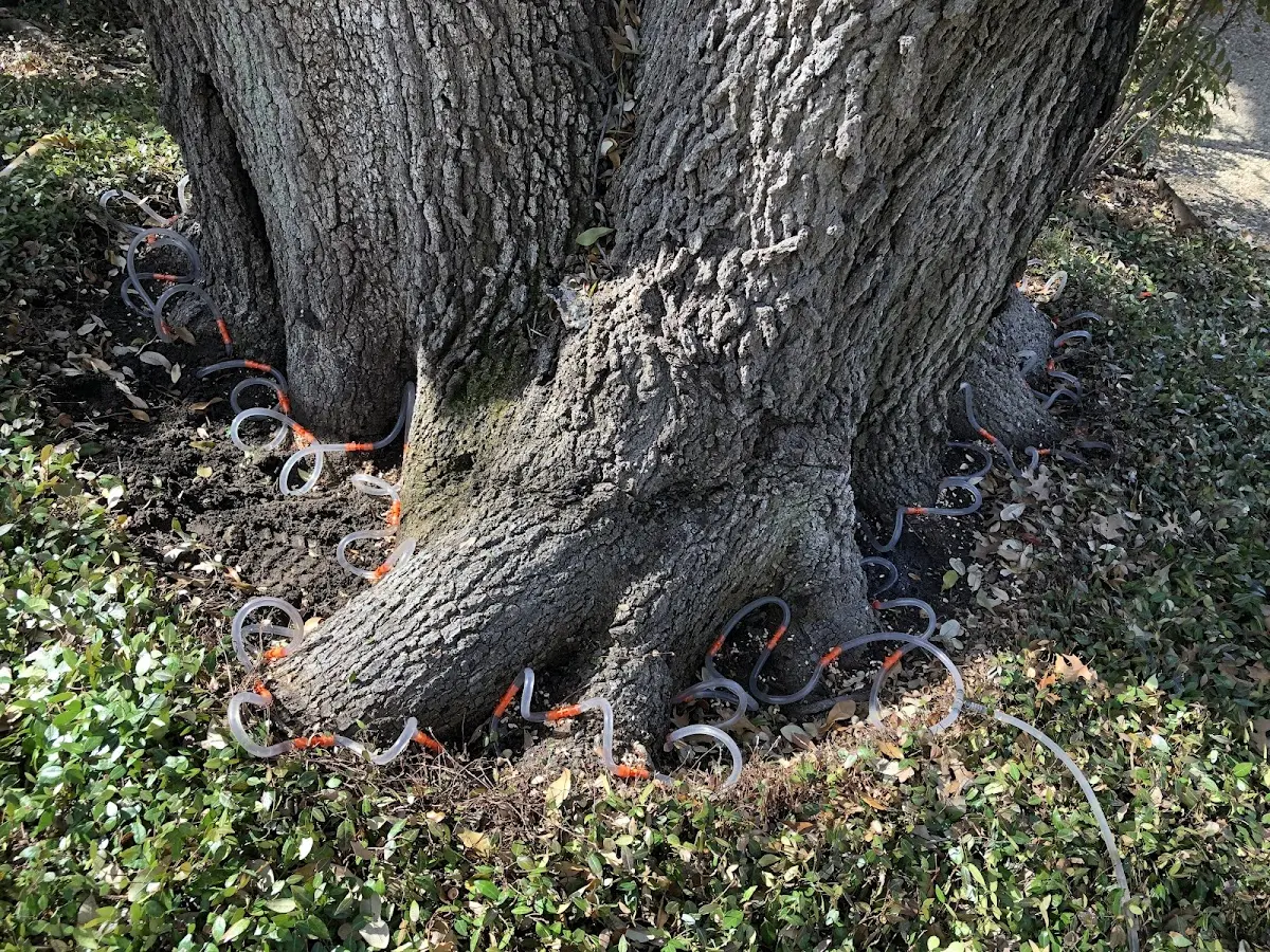 Detailed Tree Cabling and Bracing job site in Manchaca
