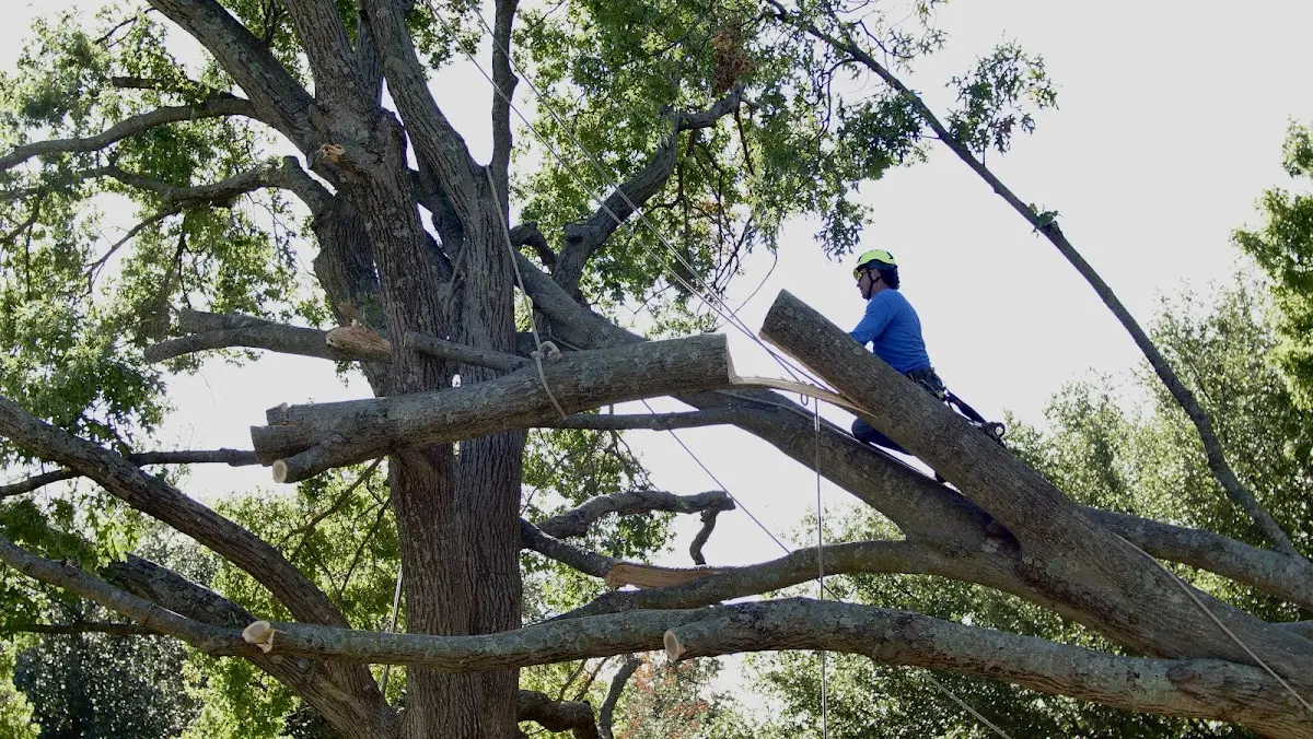 Professional Crown Thinning performed by certified arborists in Manchaca