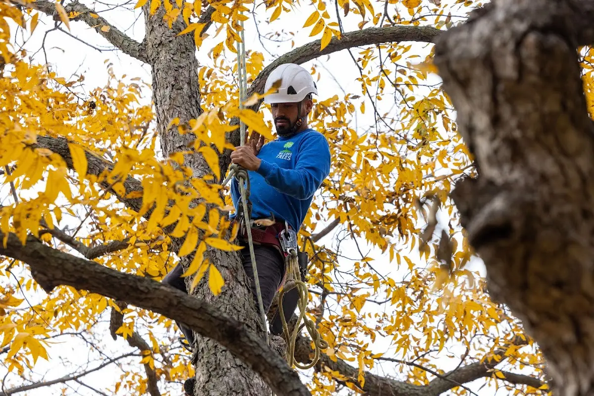 Skilled Tree Trimming crew working in Manchaca